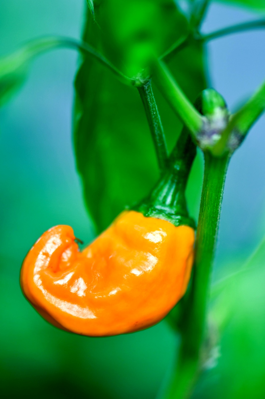 A pepper ripening on the vine