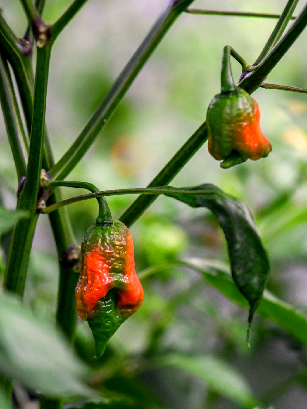 Ghost peppers ripening on the vine